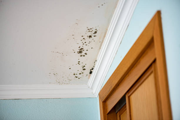 Best Emergency Mold Remediation in Horton, KS